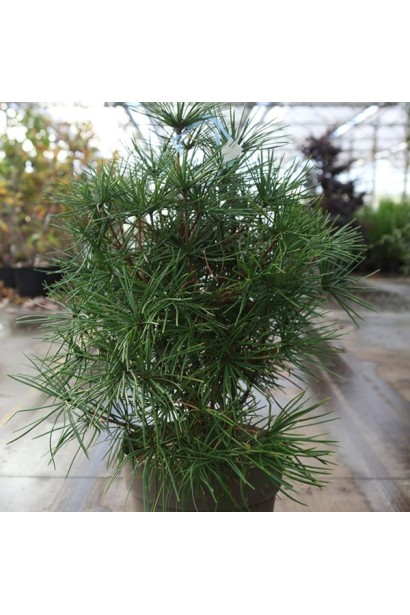 Sciadopitys verticillata полив